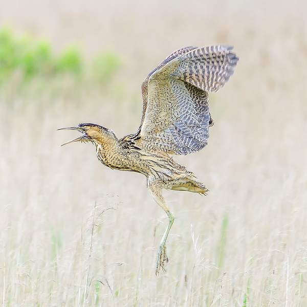 Screaming Bittern_Stephen Harper_i07-Exhibition.jpg - i07-Exhibition